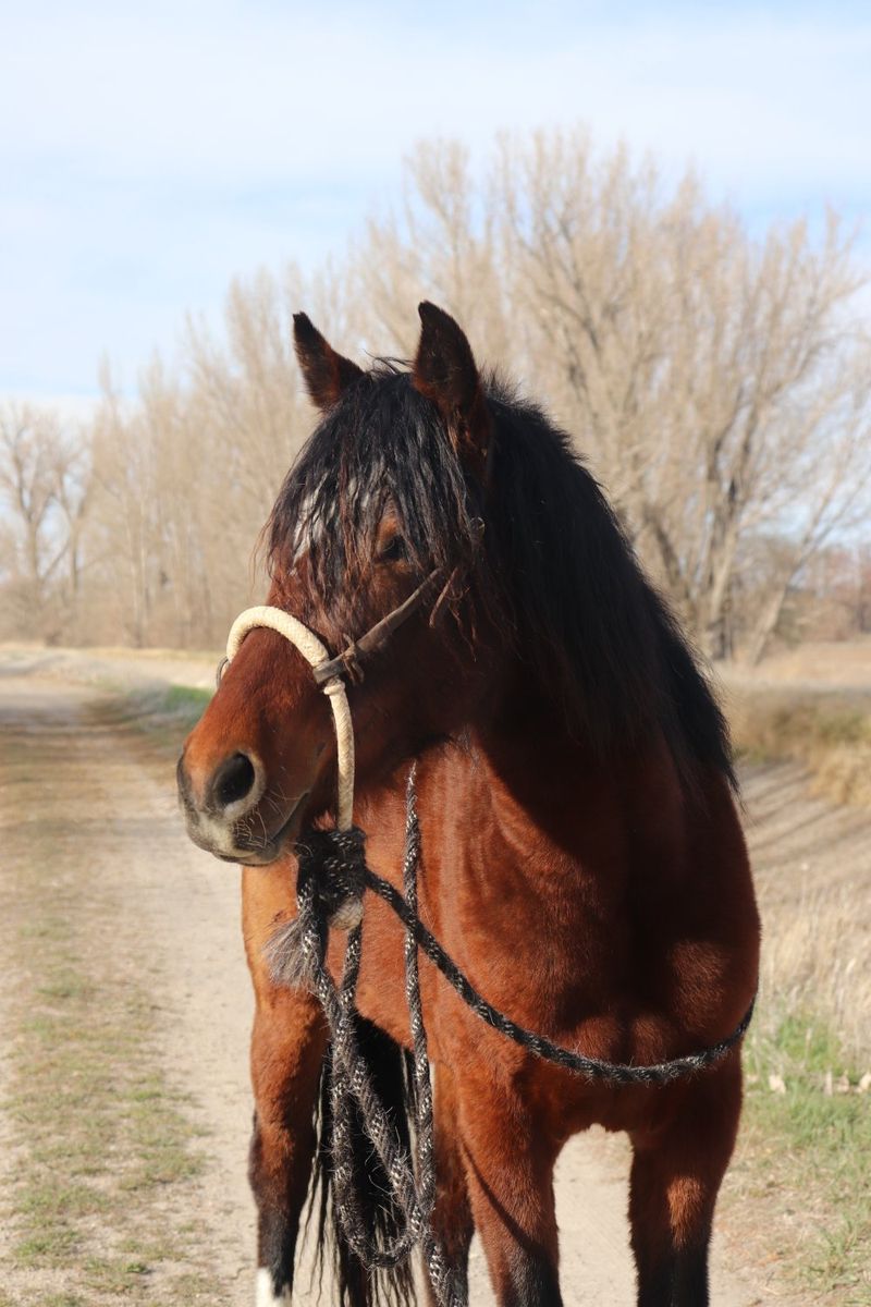 beautiful 2 year old filly