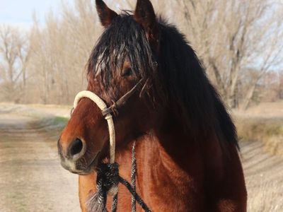 beautiful 2 year old filly