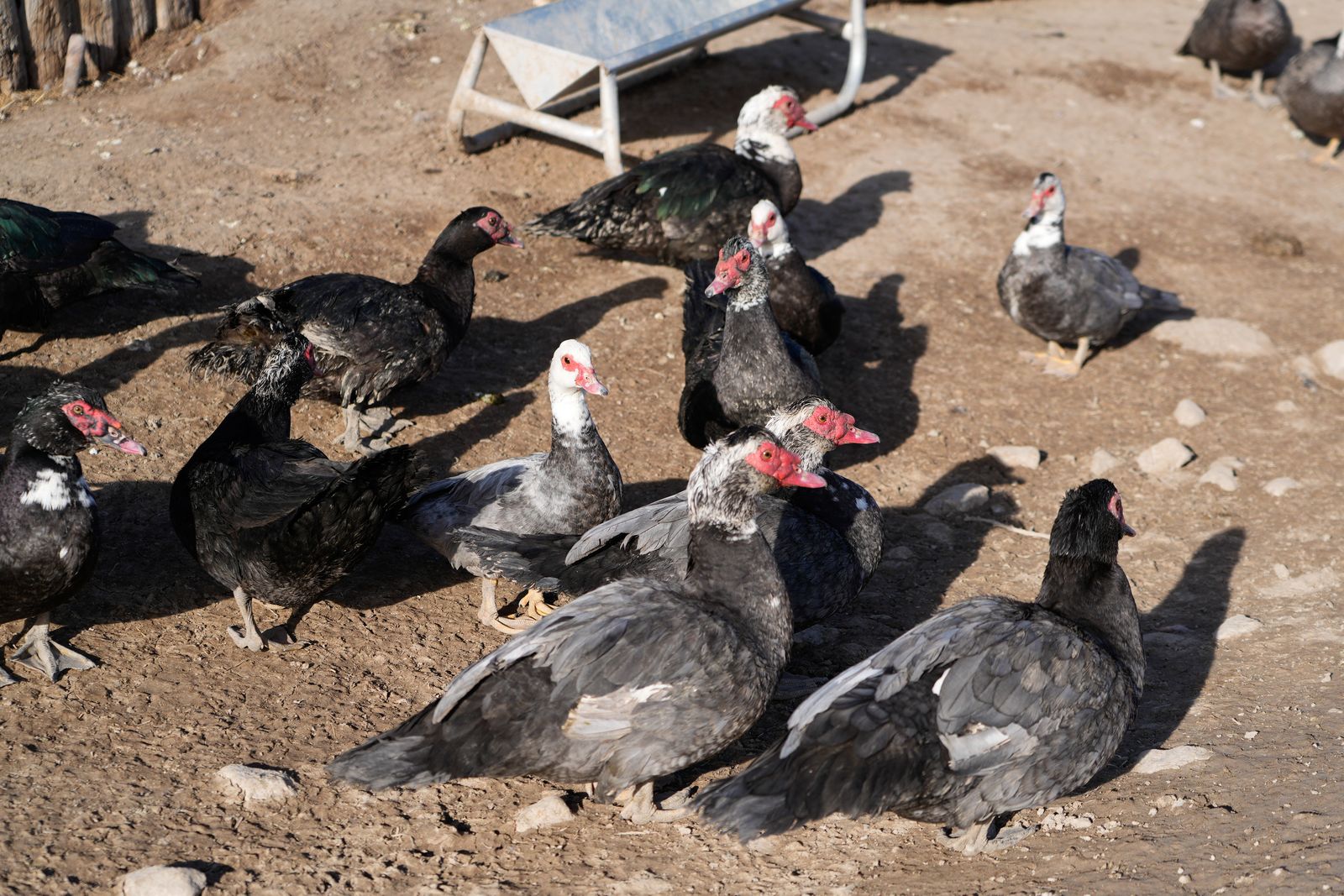 Muscovy Ducks