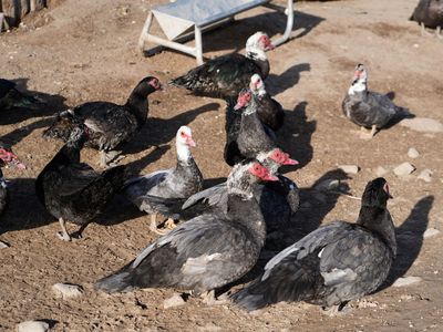 Muscovy Ducks