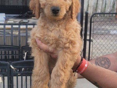 12 week old Mini golden doodle - make