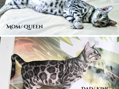 FATHER'S DAY SPECIAL 1 Year Health Guarantee • TICA Registered • Silver Bengal Kittens • Champion Bloodlines