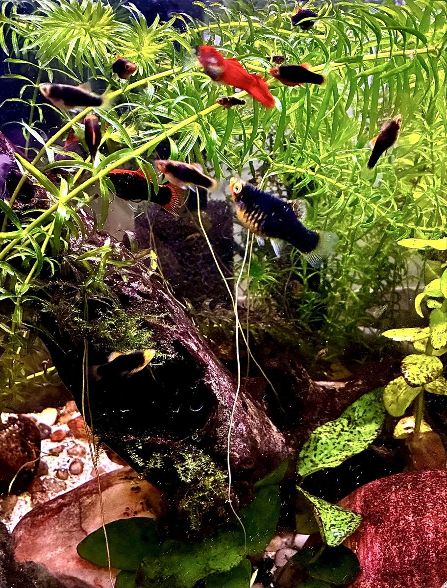 Baby High Fin Platys