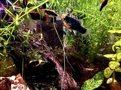 Baby High Fin Platys