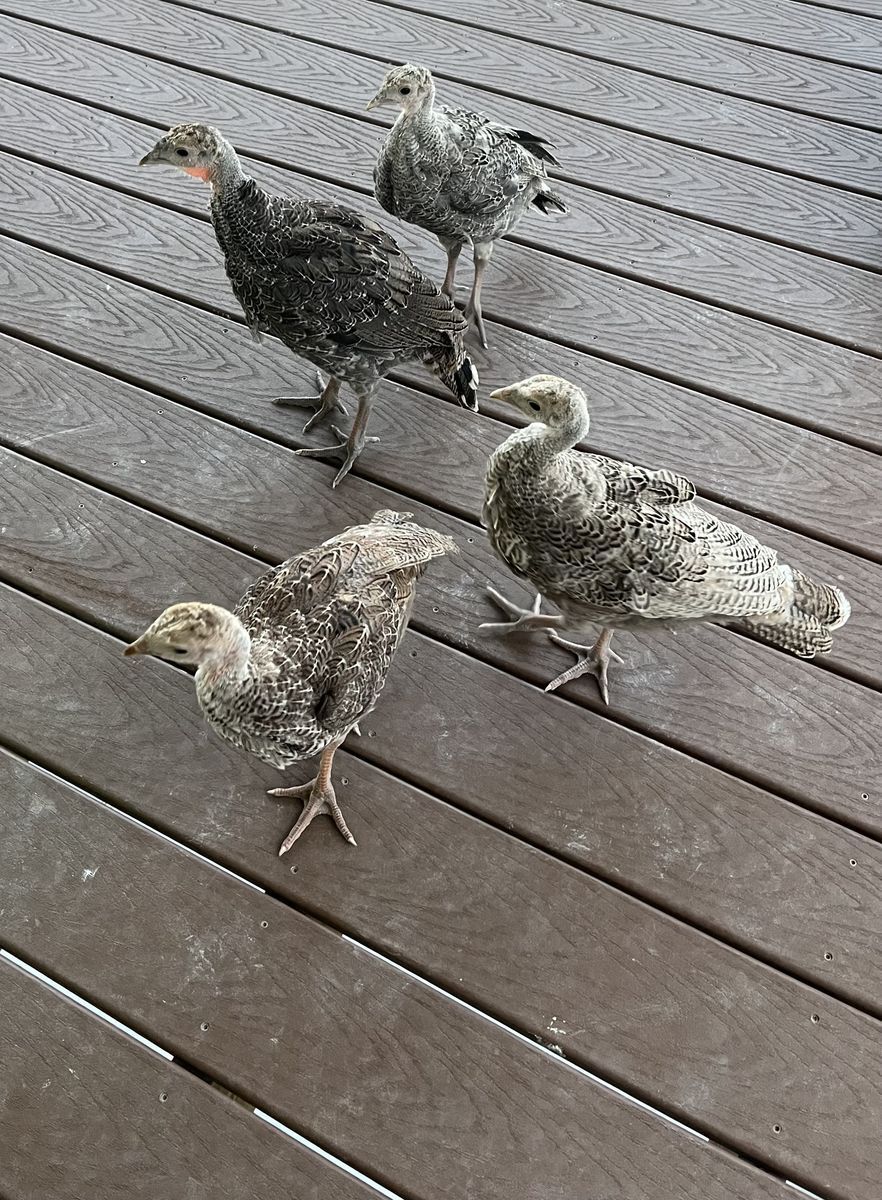 Turkey Chicks