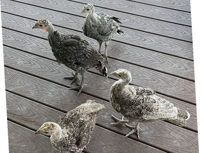 Turkey Chicks