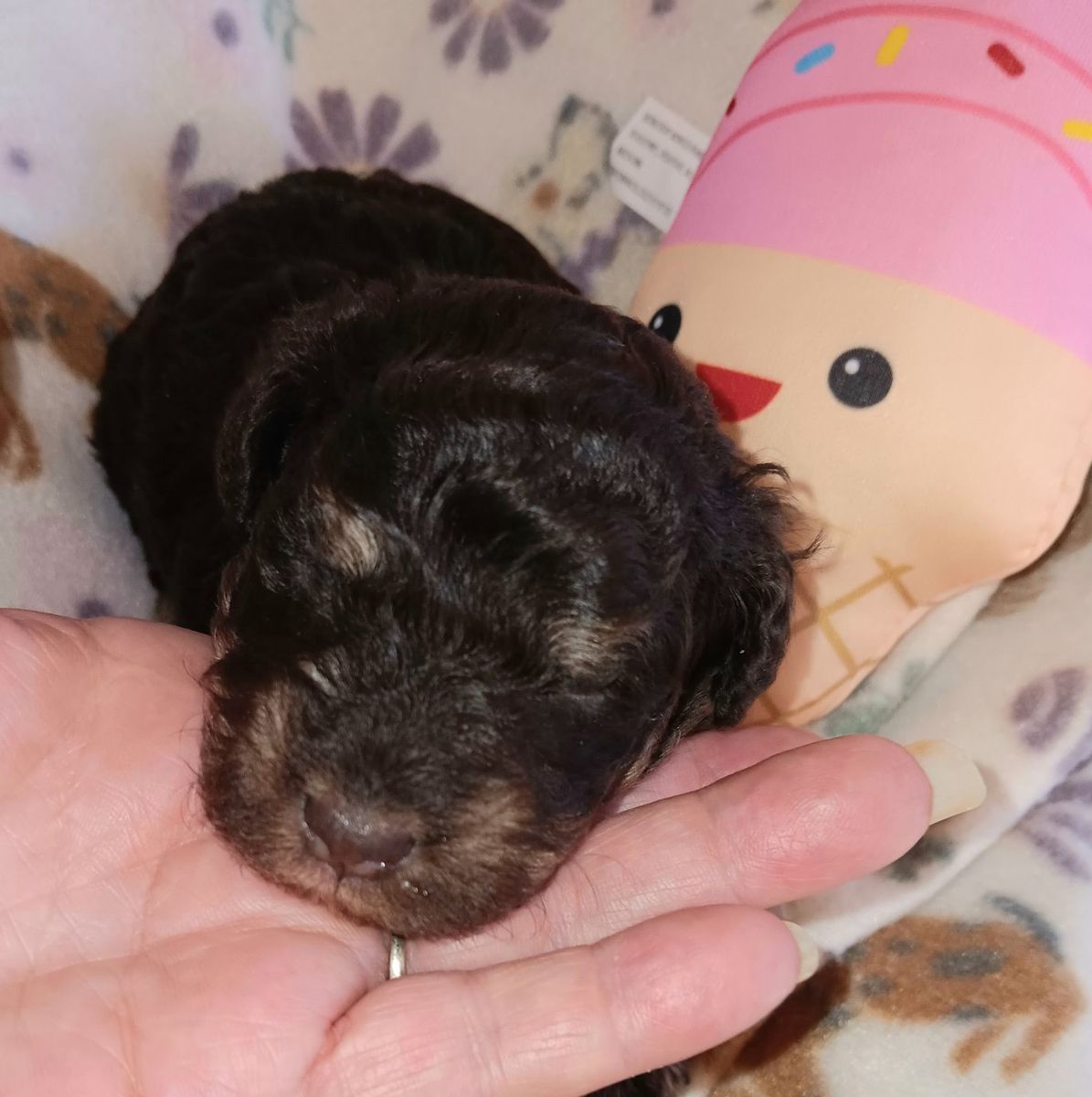 Miniature Schnauzer female #2