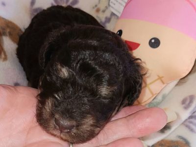 Miniature Schnauzer female #2