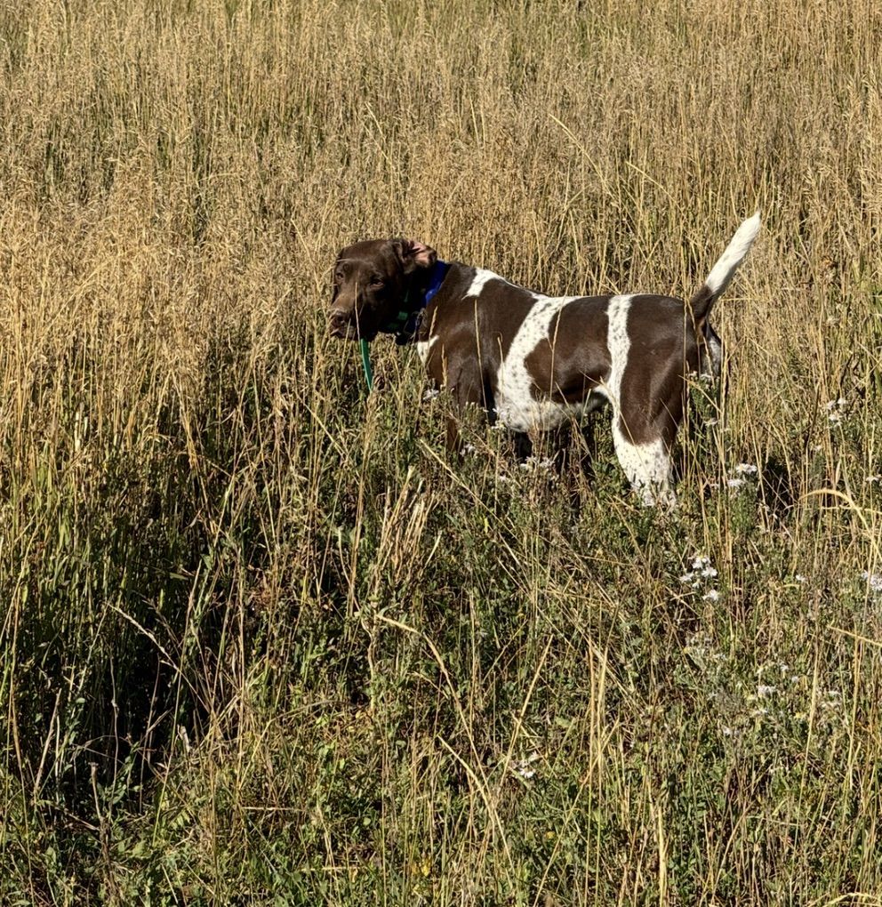 AKC German Shorthaired Pointer