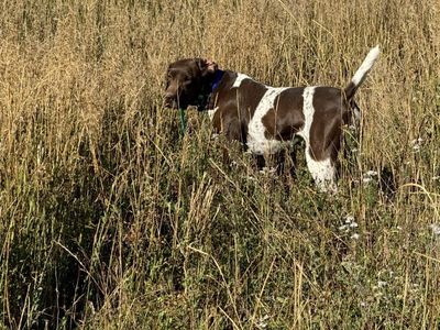 AKC German Shorthaired Pointer