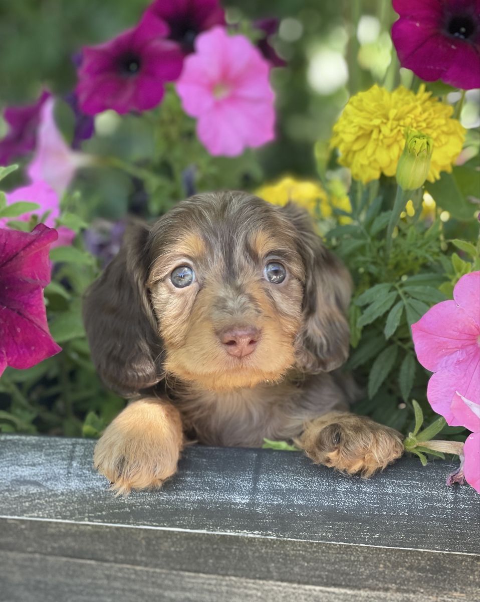 Miniature Dachshund