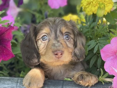 Miniature Dachshund