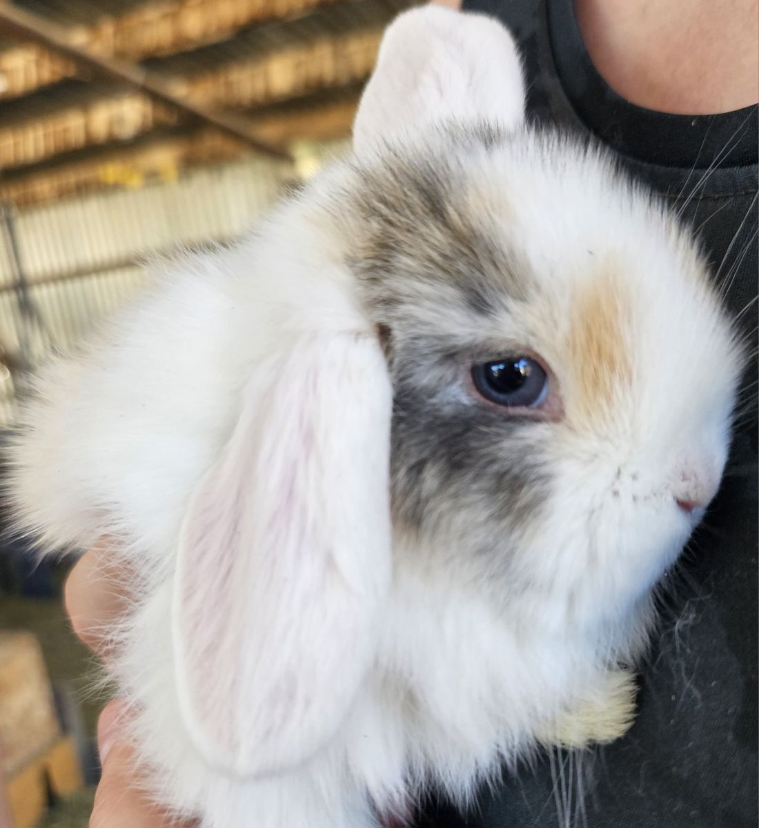 Holland lop babies!!!