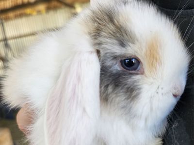 Holland lop babies!!!