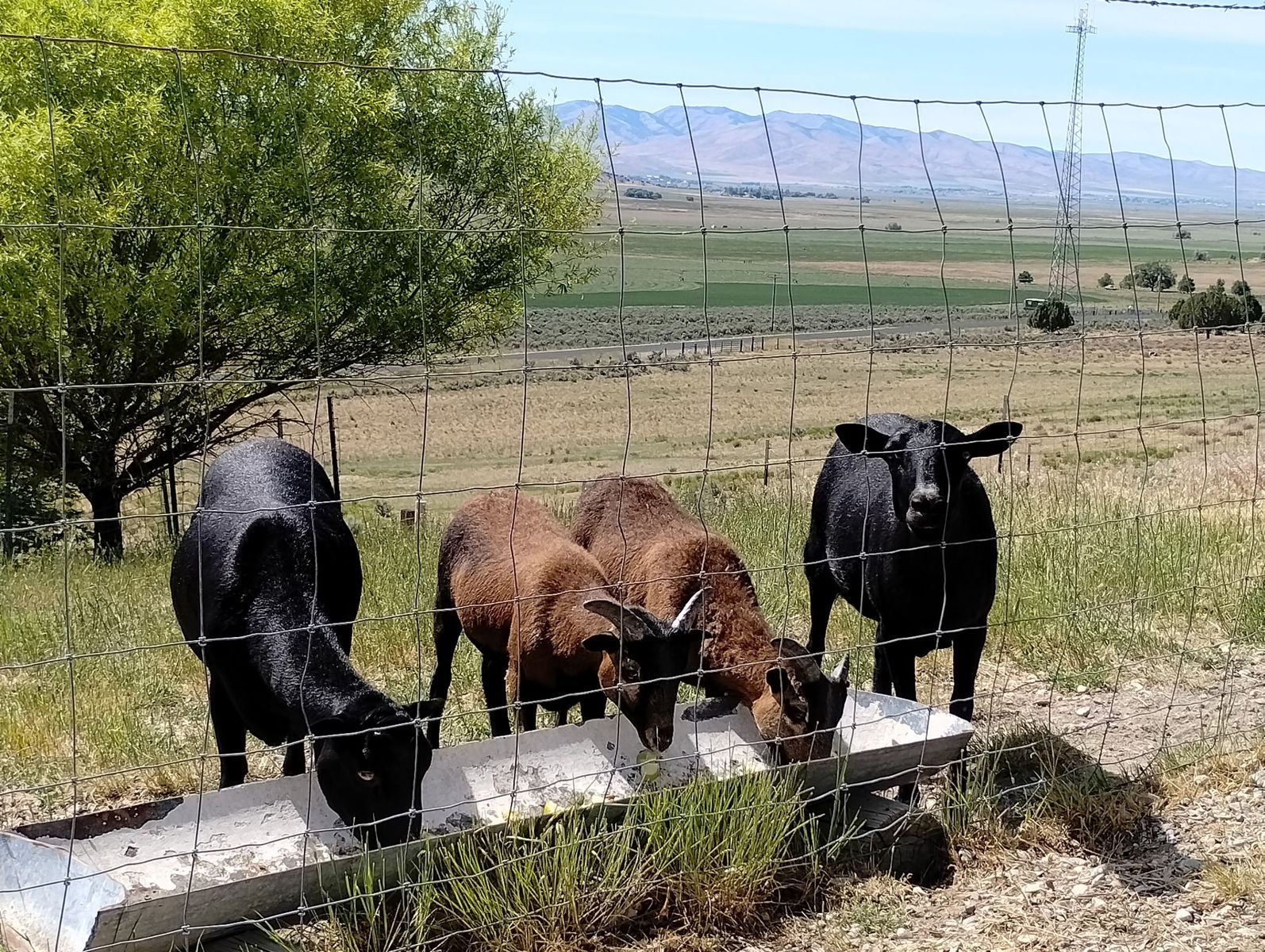 Black Hawaiian ewes