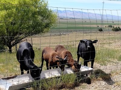 Black Hawaiian ewes