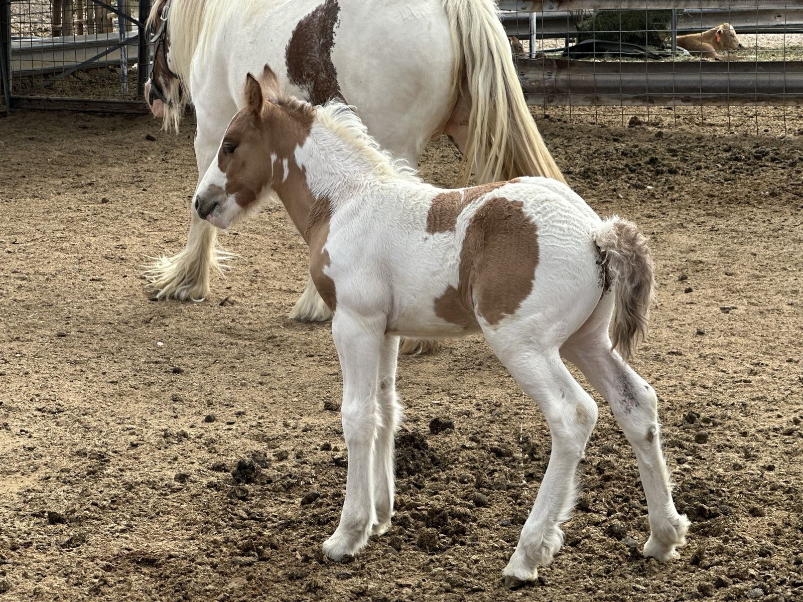 Gypsy Vanner Colt - Dun Silver - Tobiano