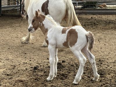 Gypsy Vanner Colt - Dun Silver - Tobiano