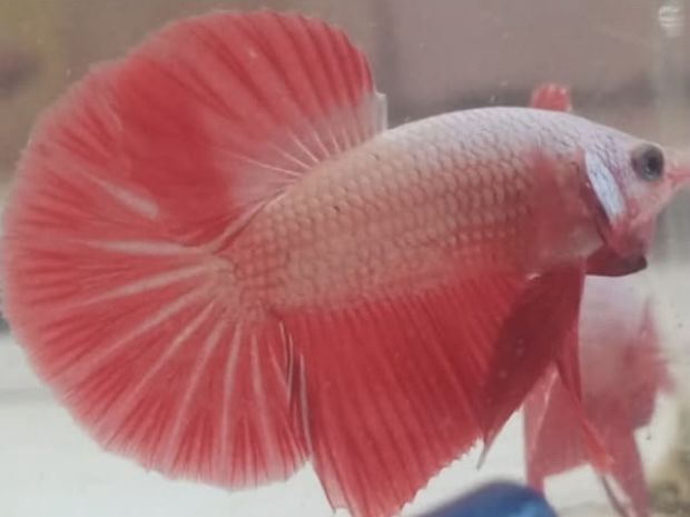 Pink Dragon Male Plakat Betta