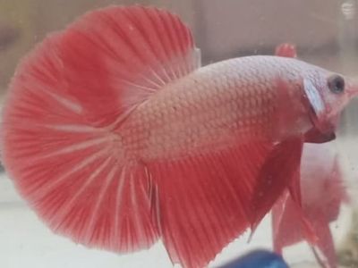 Pink Dragon Male Plakat Betta