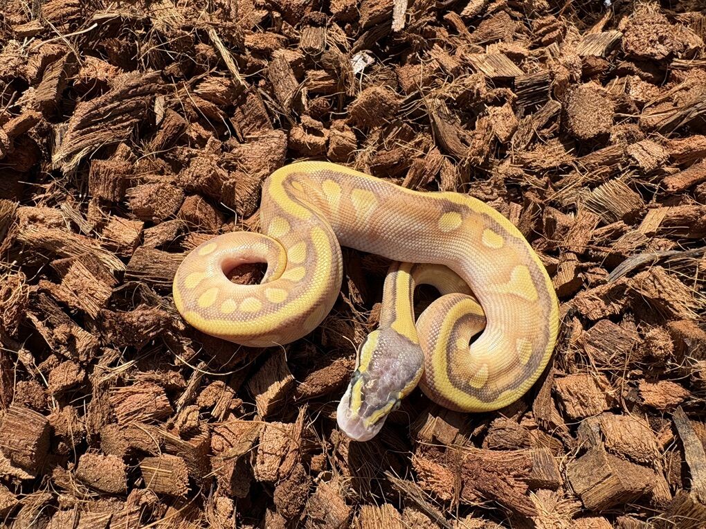 Super Pastel Enchi Mojave Het Lav 50% Het Pied