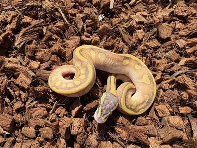 Super Pastel Enchi Mojave Het Lav 50% Het Pied