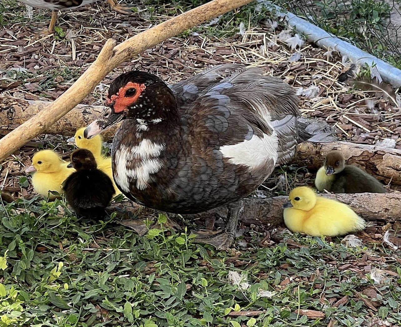 Muscovy Ducks Ducklings juvenile hens/drakes
