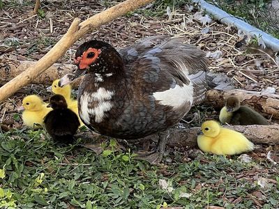 Muscovy Ducks Ducklings juvenile hens/drakes