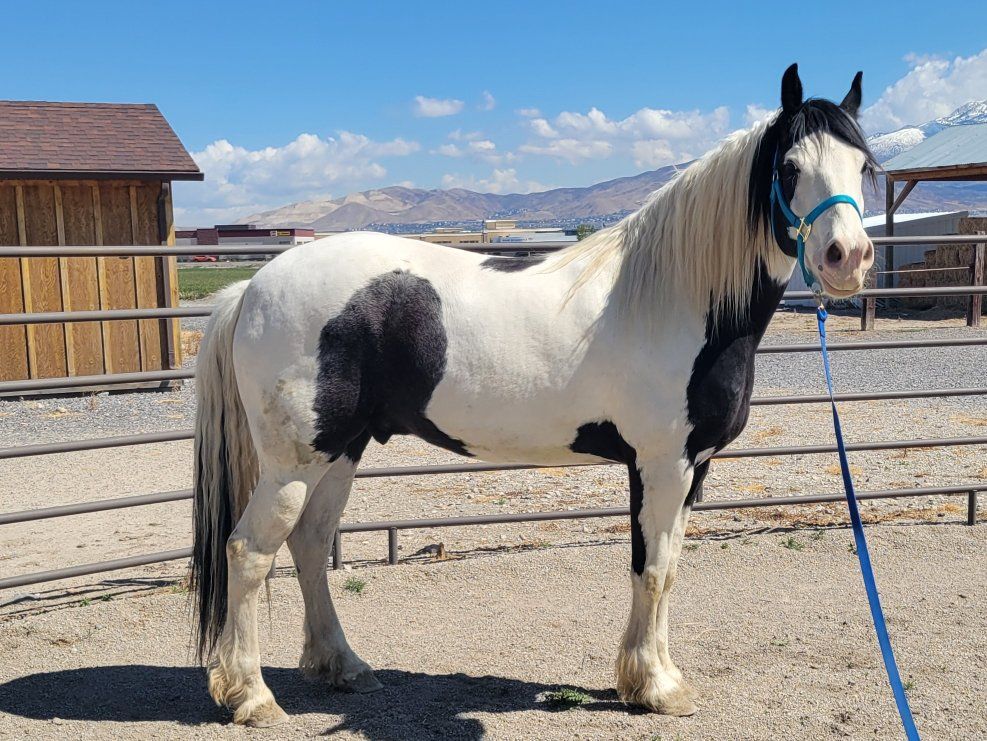 5 year old Gypsy Vanner/ QH cross gelding