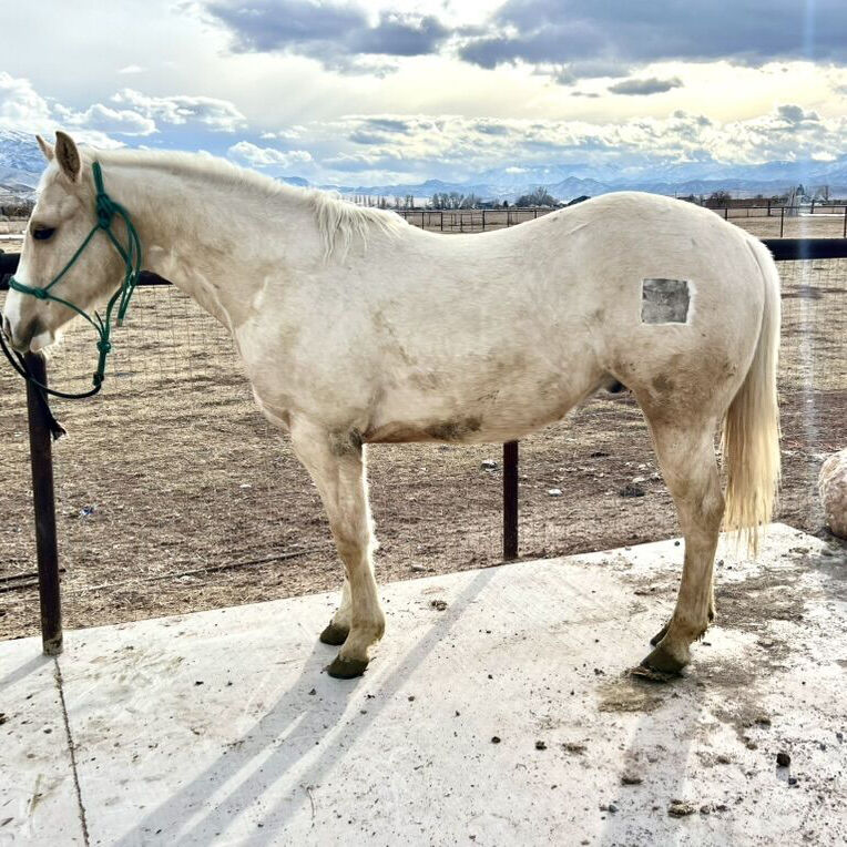 Flashy 2024 Riata Eligible Palamino Colt