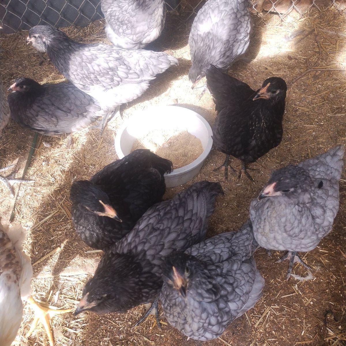 lavender opington 10 weeks/18 each