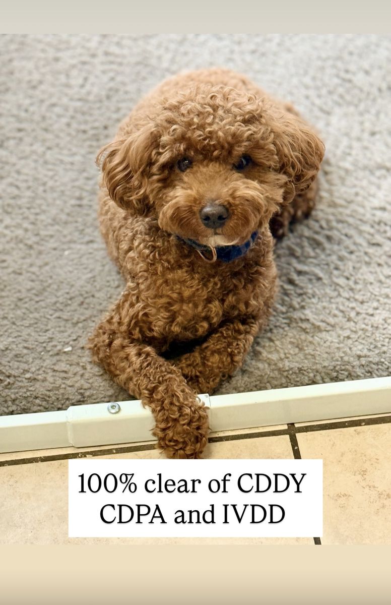 100% Clear 10 Pound AKC Mini Poodle Stud
