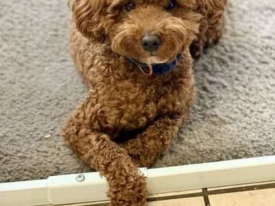 100% Clear 10 Pound AKC Mini Poodle Stud