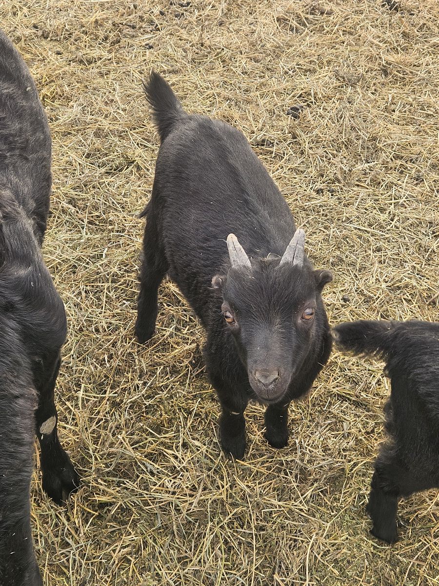 Miniature lamancha