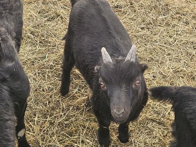 Miniature lamancha