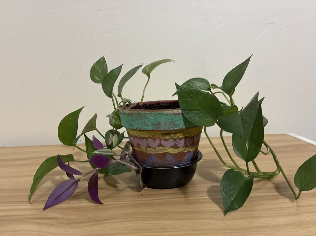 Photos plant in terracota pot