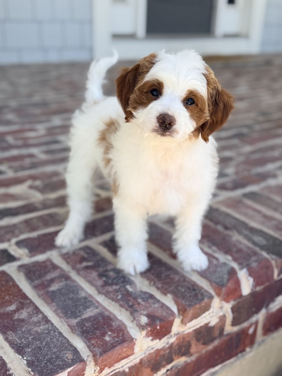 Petite Goldendoodle Puppy CRATE TRAINED!