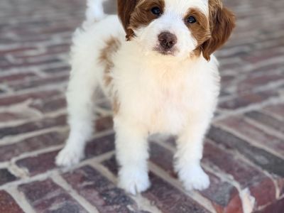 Petite Goldendoodle Puppy CRATE TRAINED!