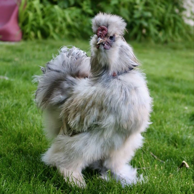 Splash Silkie Rooster