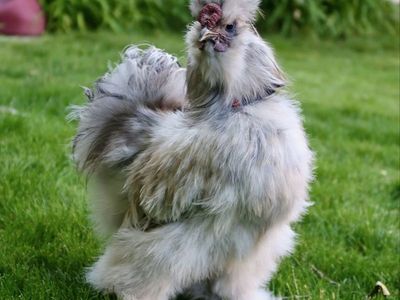 Splash Silkie Rooster