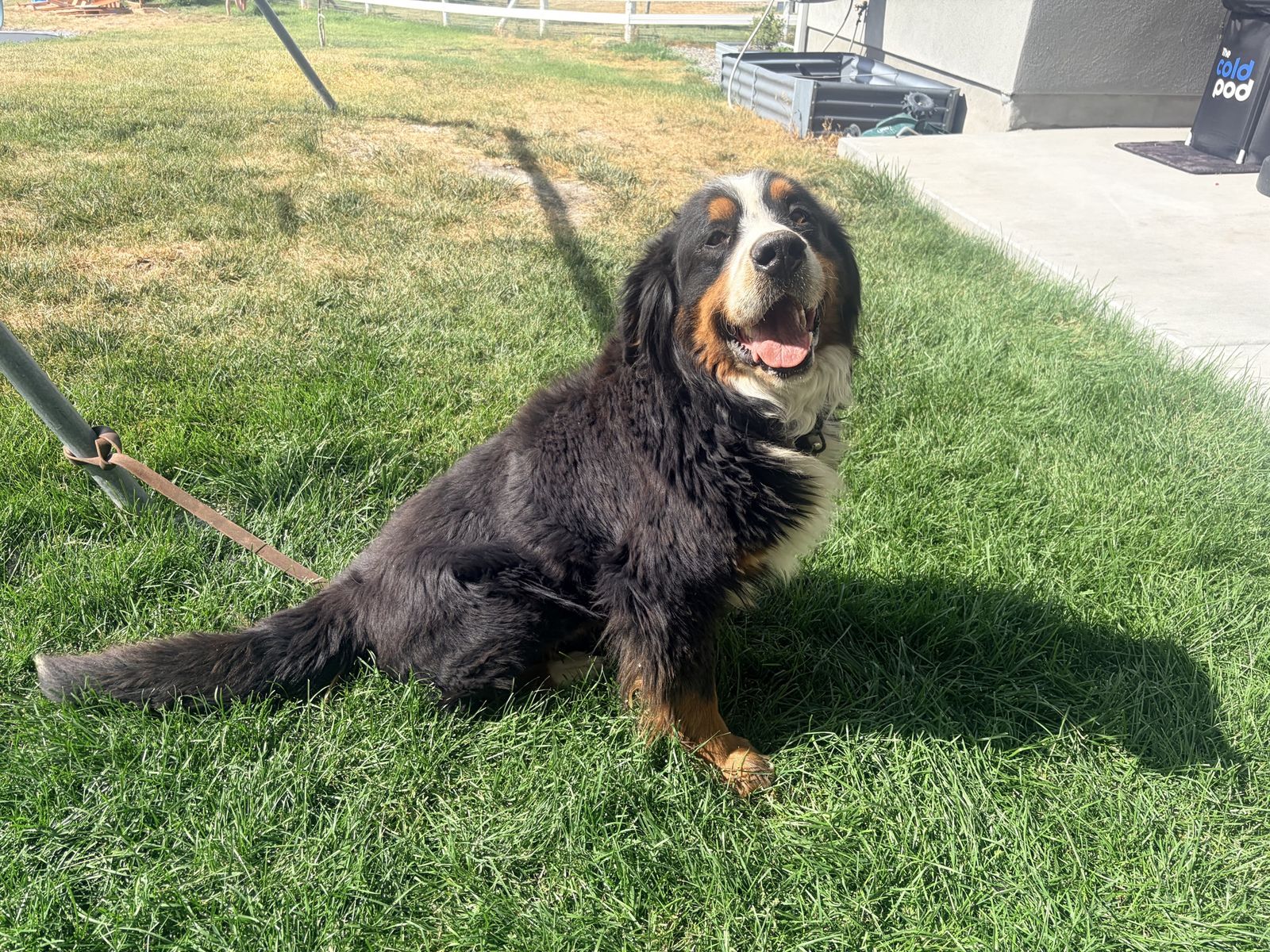 Bernese Mountain Dog - Male