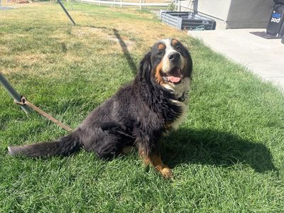 Bernese Mountain Dog - Male