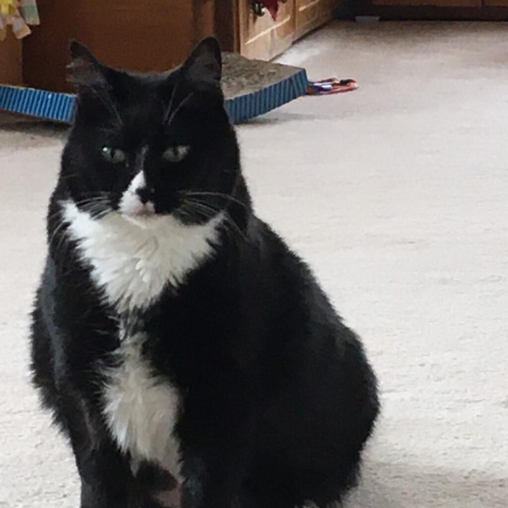 Hello my name is Baby