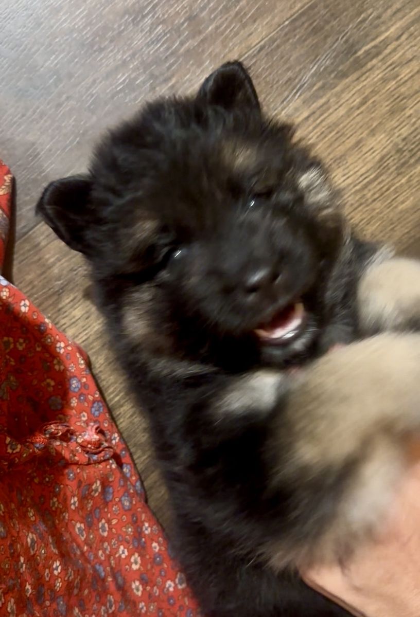 Sammy Shepherd puppies