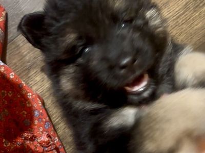 Sammy Shepherd puppies