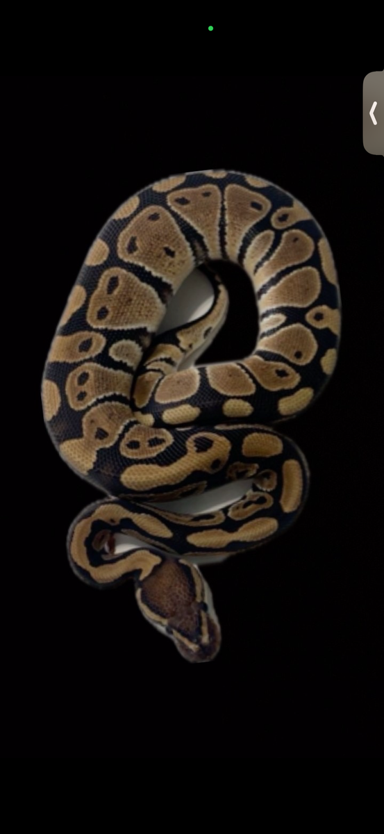 Main image 3