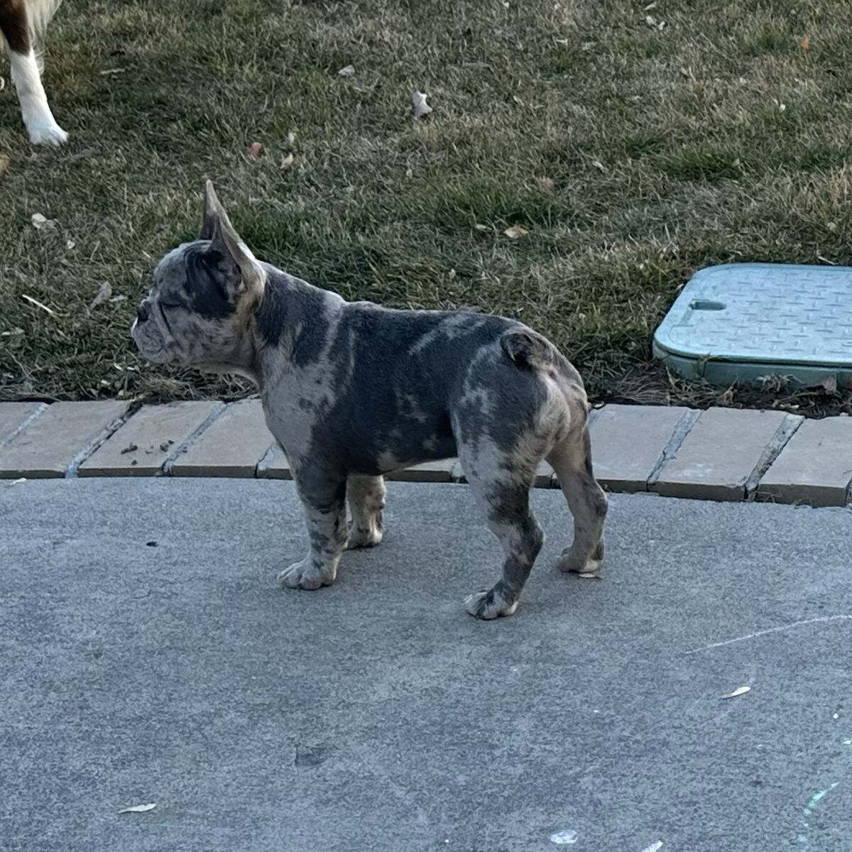 AKC FRENCH BULLDOG