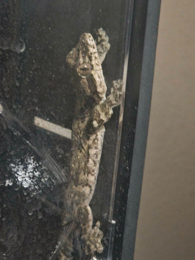 flying geckos!!! 2 female 1 male!