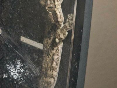 flying geckos!!! 2 female 1 male!