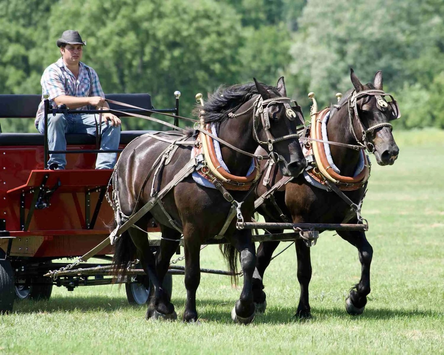 Belgian Percheron Cross Draft Horse Team for Sale